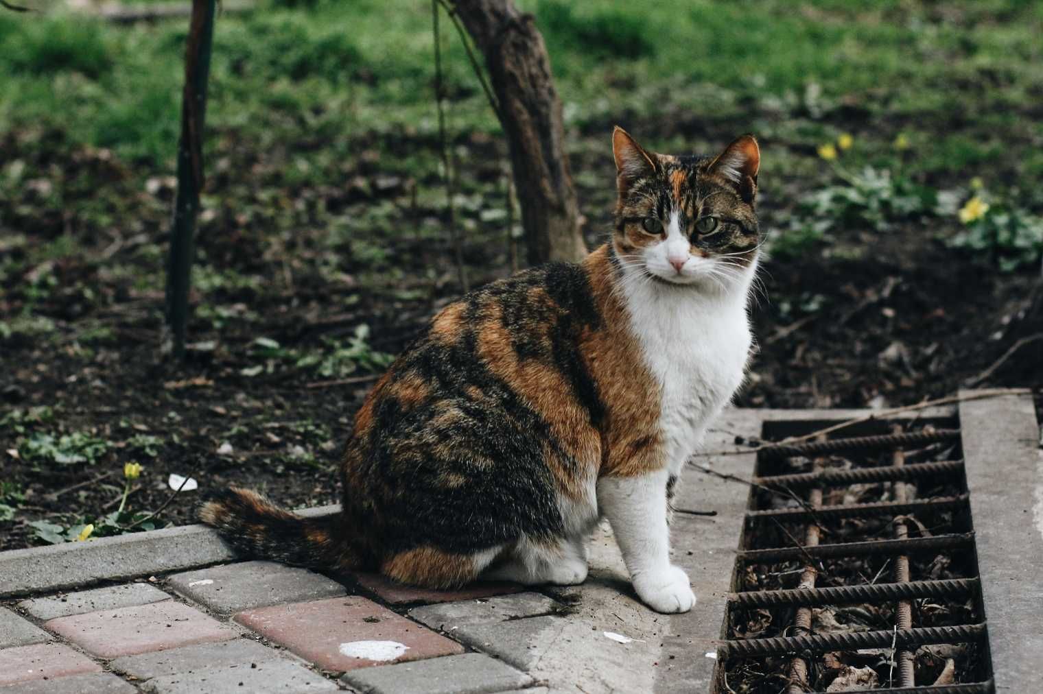 Умная и нежная Сакура, 3 года