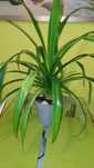 Kwiat pandan pandanus pochutnik
