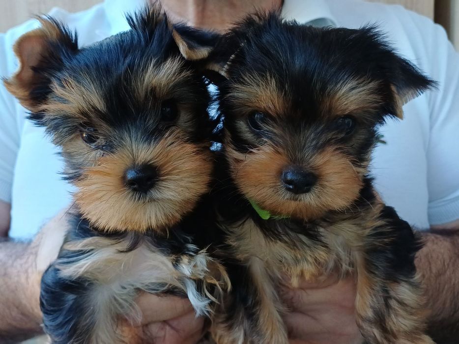 Йорочки куколки !