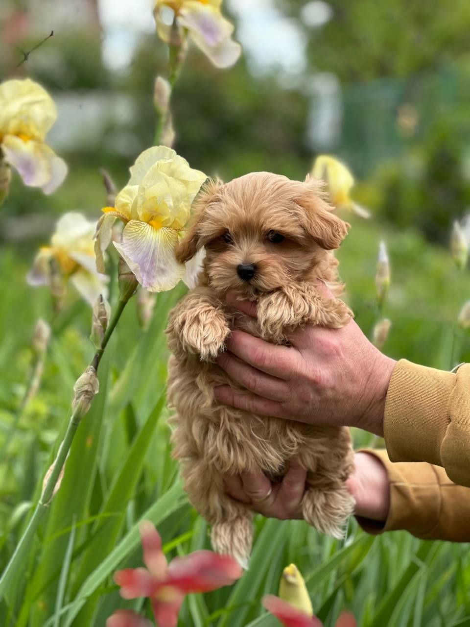 Maltipoo f1 male,female