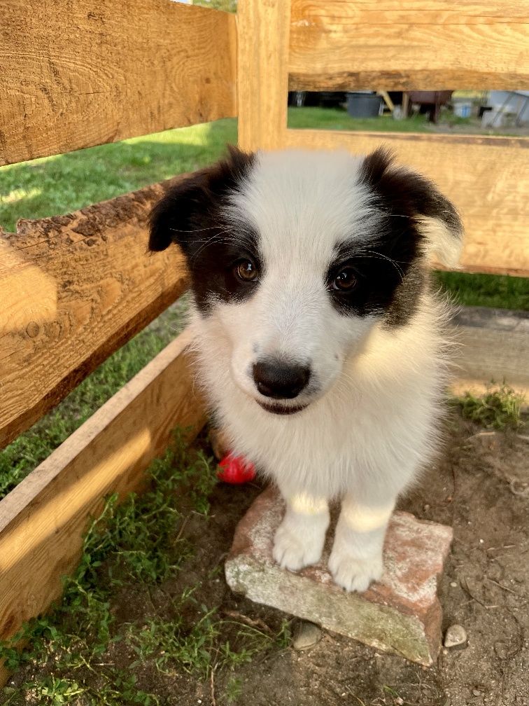 Border Collie zapowiedź miotu