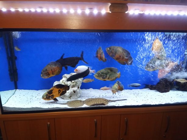 Продам дуже класний великий діючий видовий акваріум.