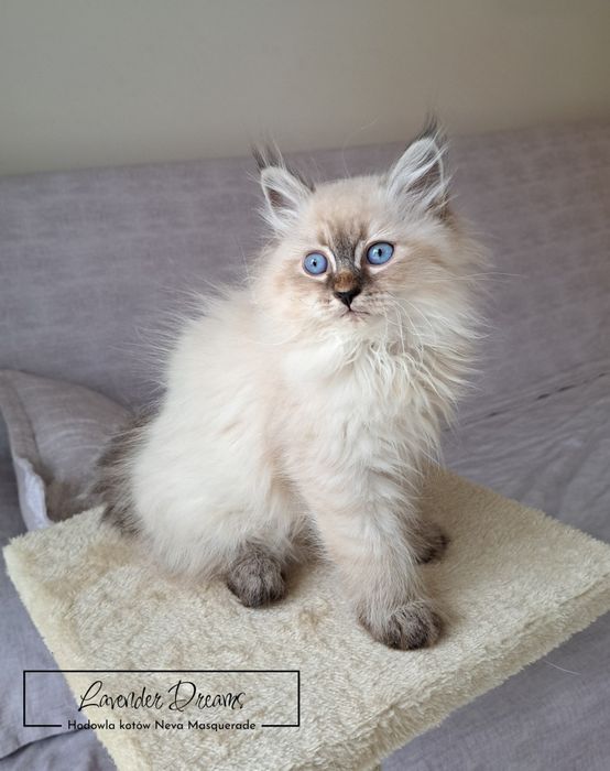 Draco - kocurek Neva Masquerade (Lavender Dreams*PL)