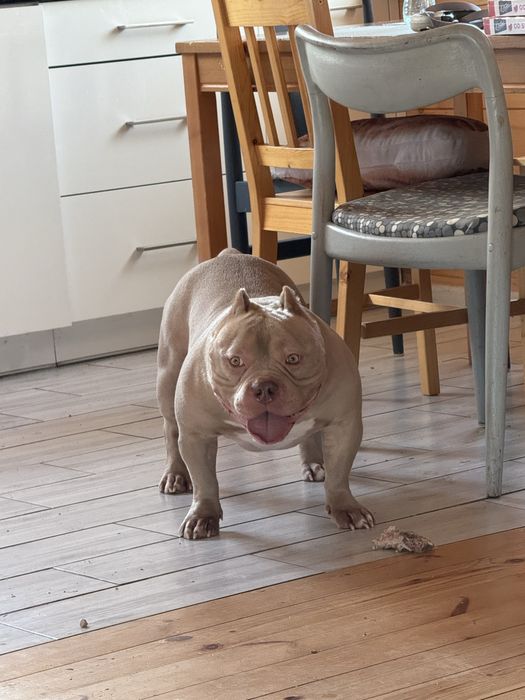 Okazja! American Bully Pocket Pocket Sprzedam