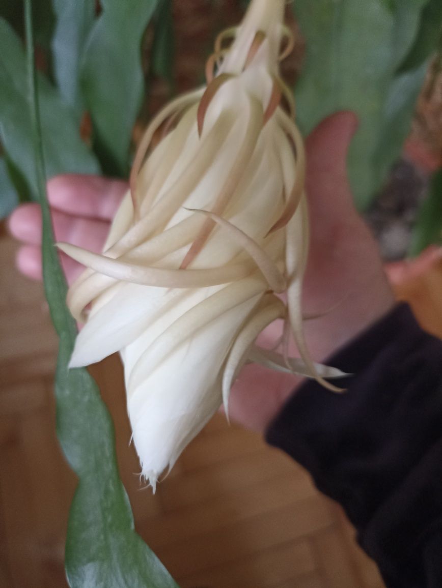 Комнатный цветок,похожий на рождественник цветет диаметром10/13 см.