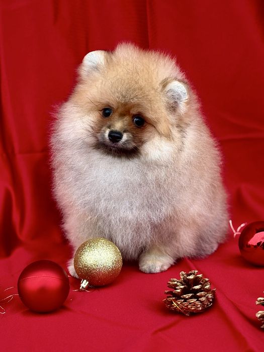 Uroczy miś!  Rodowód WKU!