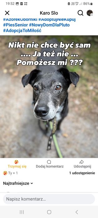 Super psiak (super miziak) Plutek szuka domku
