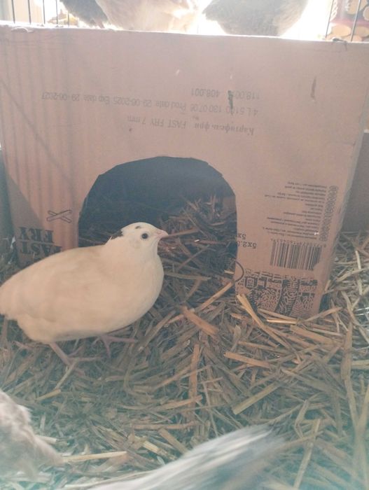 Kogut przepiórki Texas