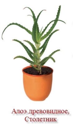 Алое деревоподібна (Aloe arborescens), столітник