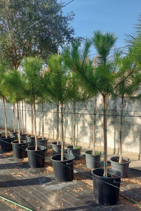 Lote 10pinheiros mansos 1.80/2.00..Entrega incluída