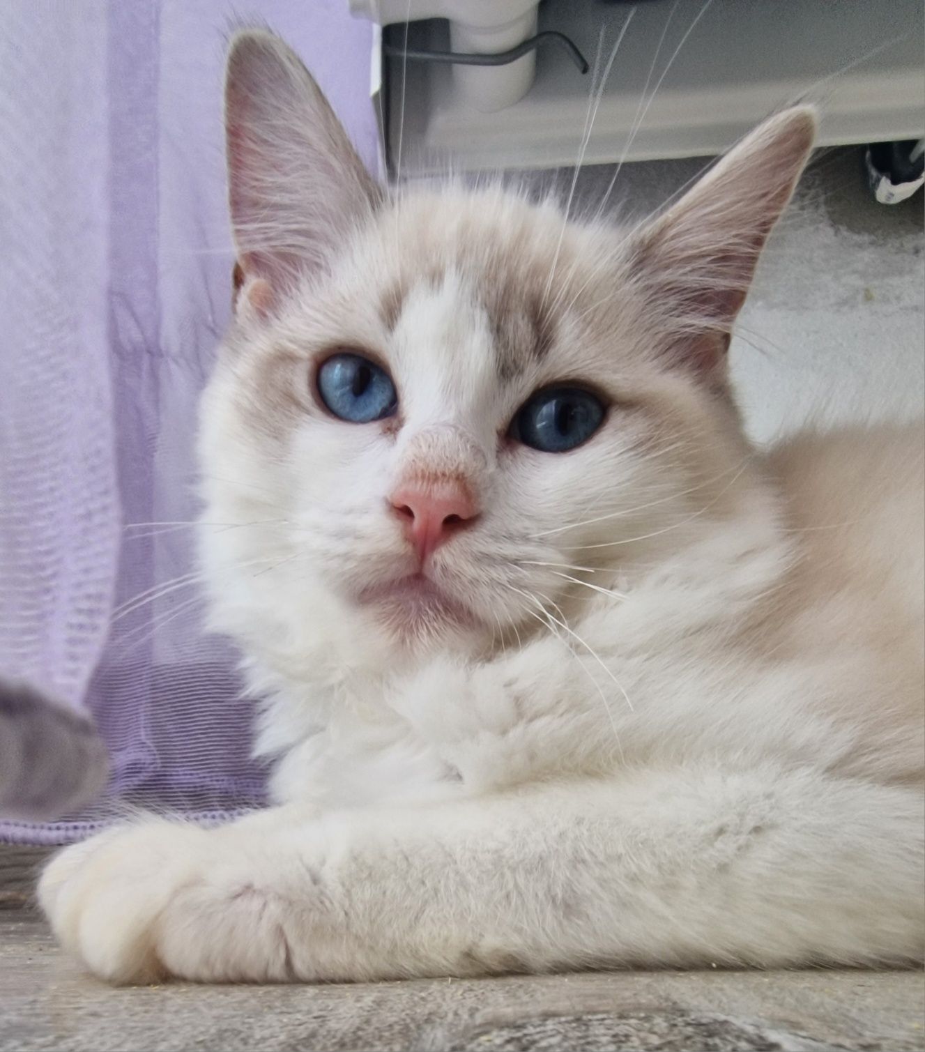 Kotka Ragdoll blue bicolor lynx