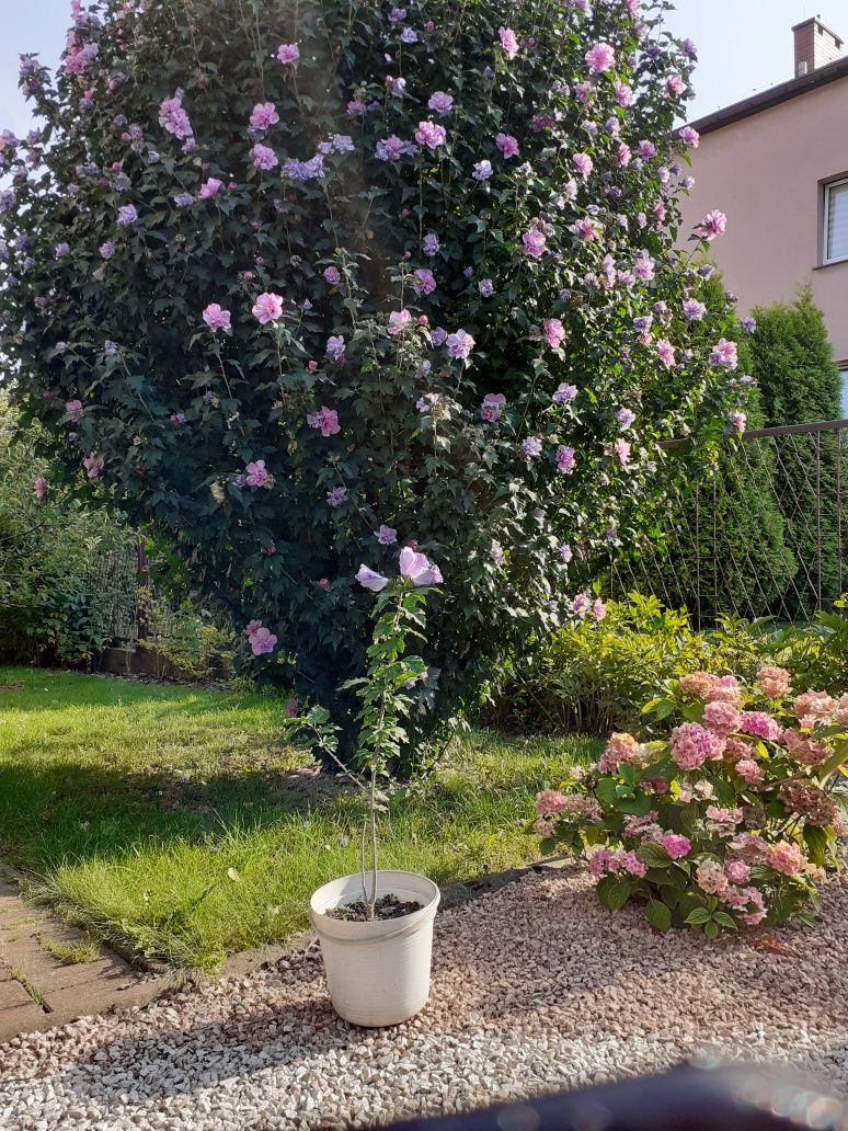 Hibiskus chińska  róża