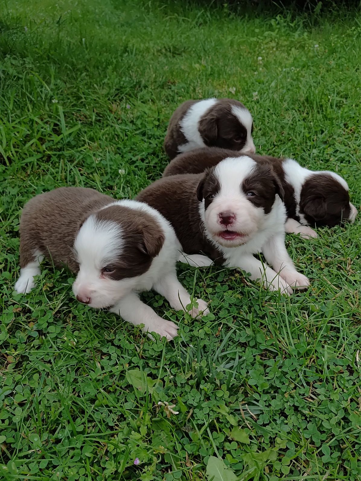 Border Collie dziewczynka Czekoladowo Biała