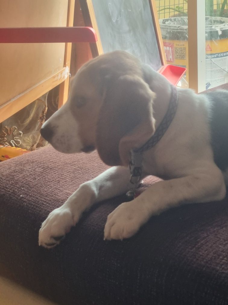 Cão fêmea Beagle