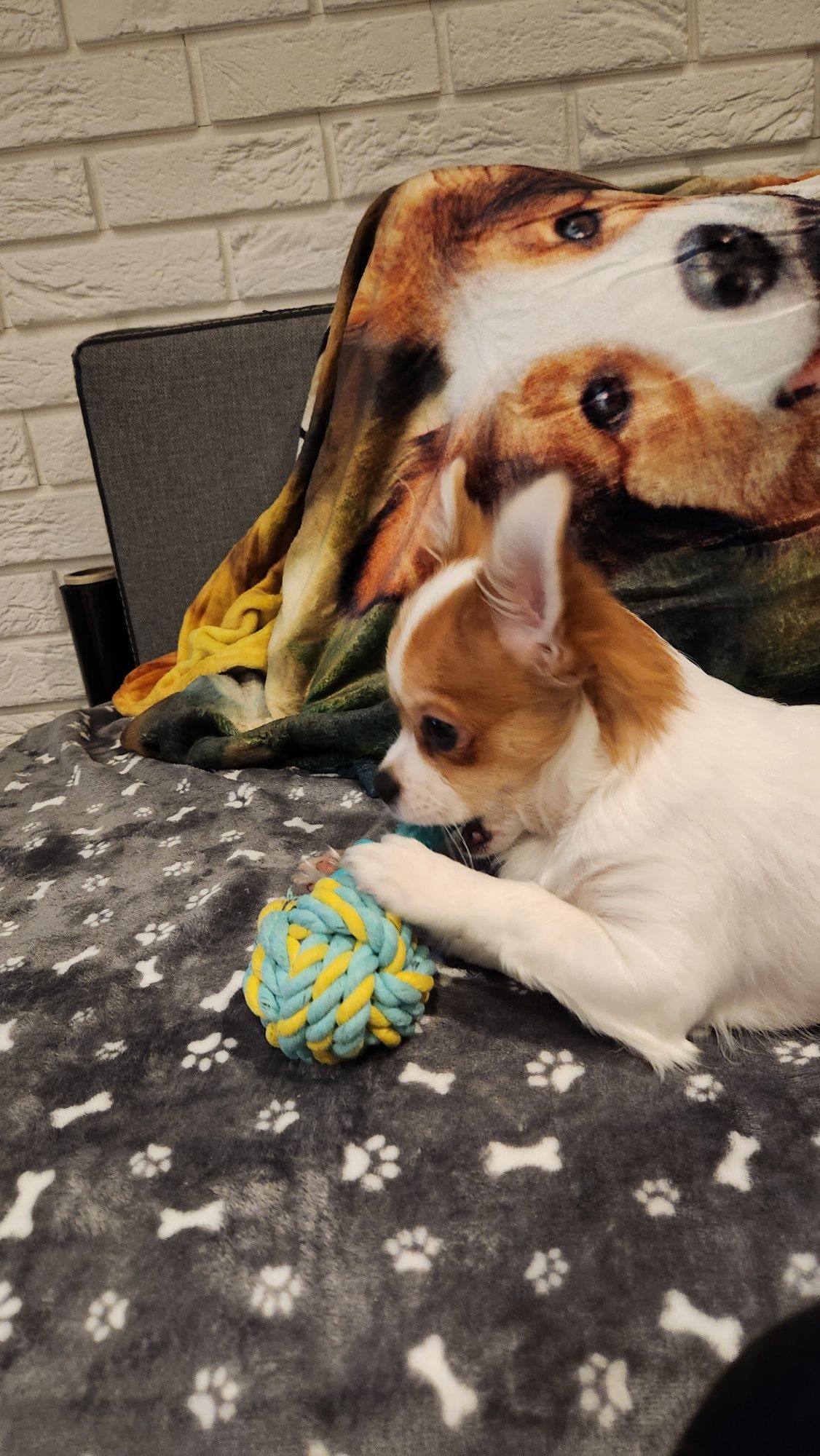Piesek chihuahua