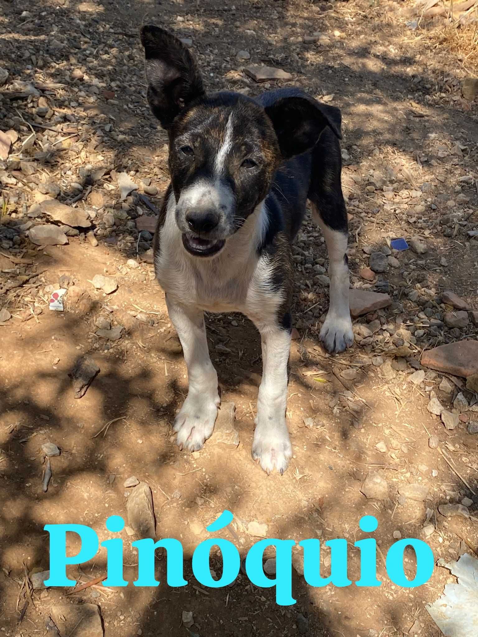 Pinóquio - Bebé para Adopção