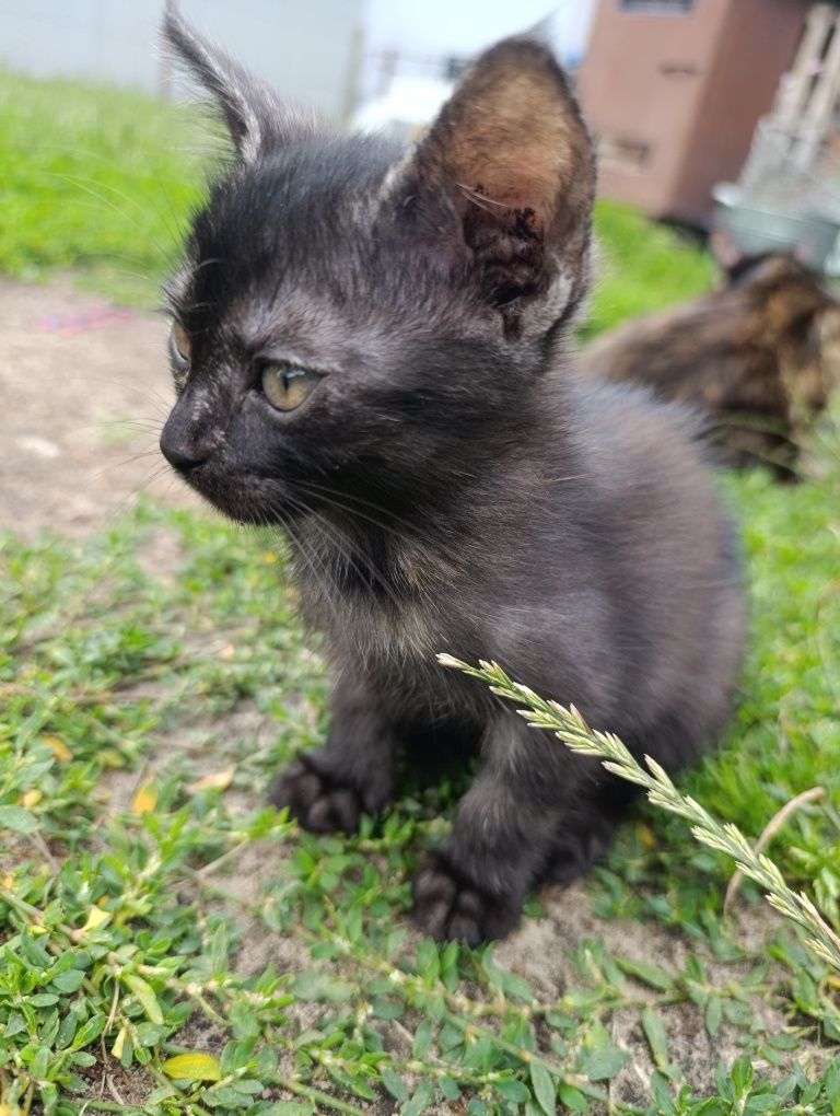 Oddam kotki za darmo w dobre ręce :)