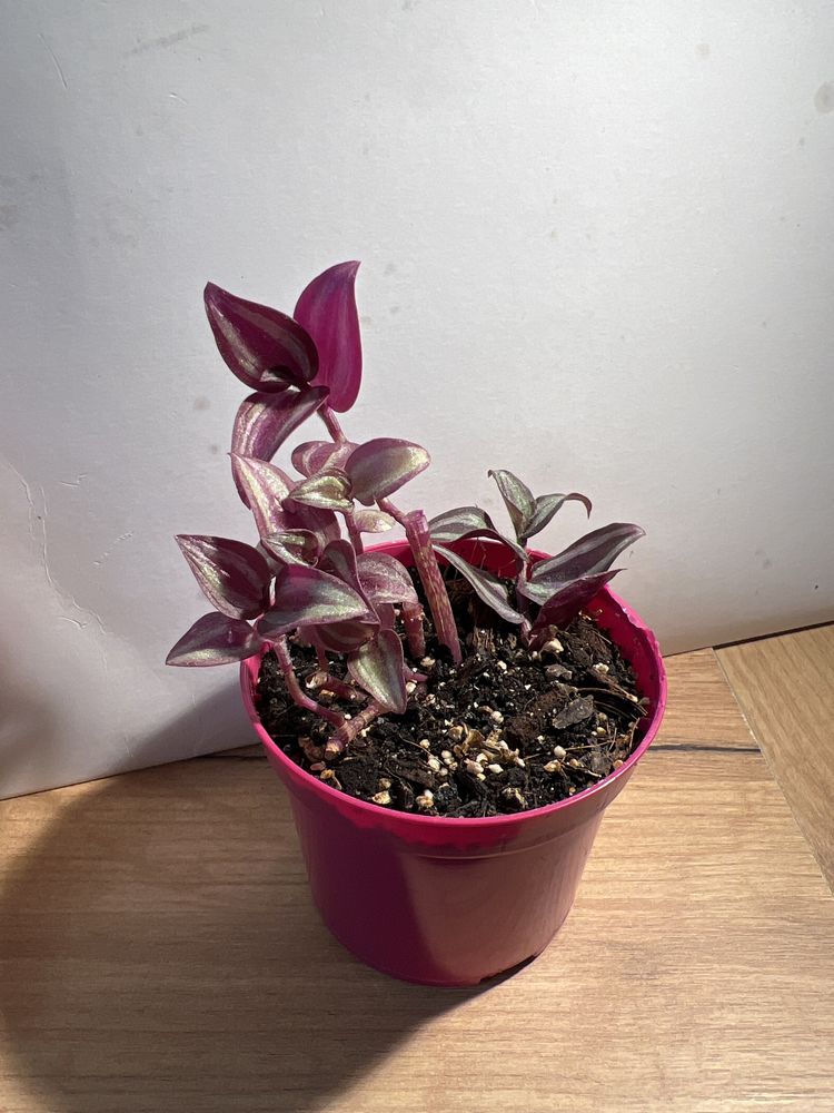 Trzykrotka Pink Joy sadzonka w doniczce