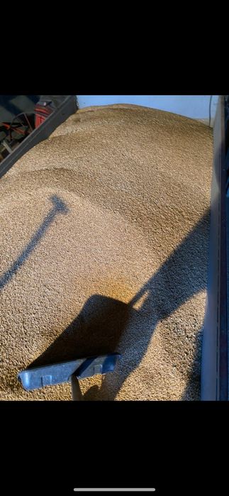 Sprzedam pszenice ozima