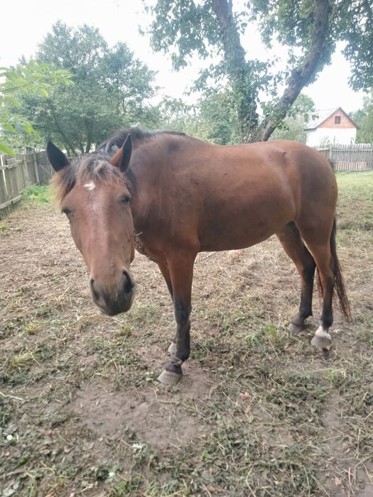 Продається кобила,4роки.