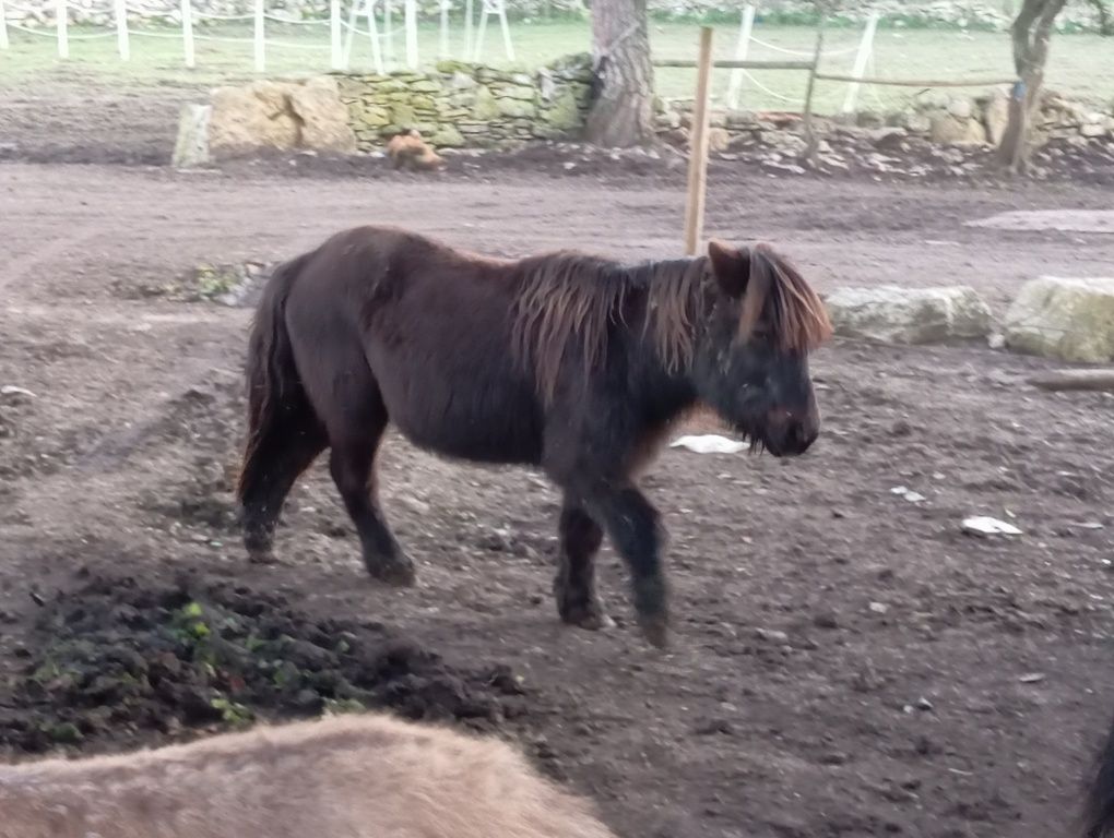 Vendo pónei preto