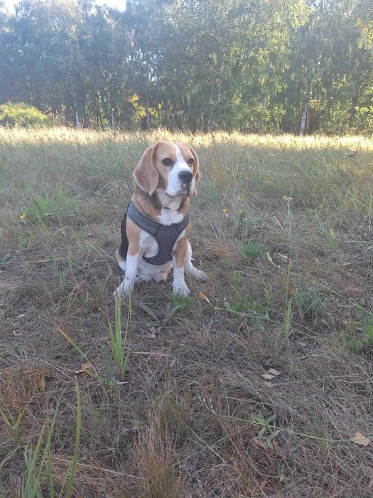 В'язка (безкоштовно) собаки (бігль) Кобель 3 роки