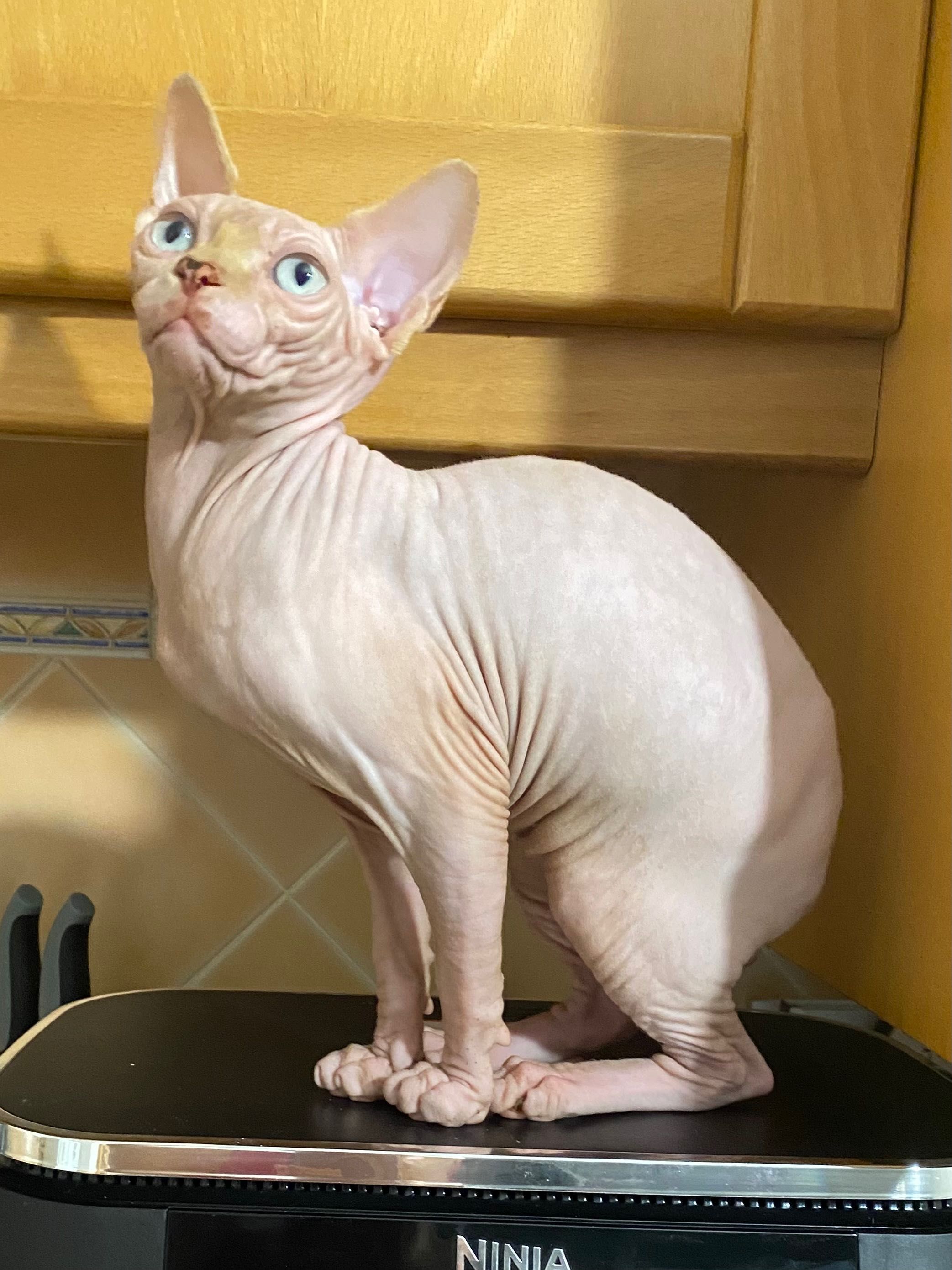 Sphynx Macho cream