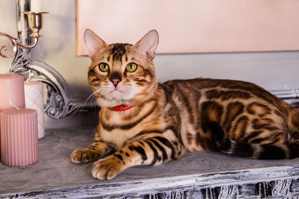 Бенгал WCF в‘язка