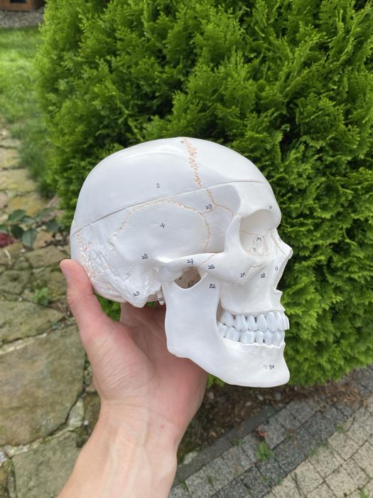 Model anatomiczny czaszki! Jak NOWA