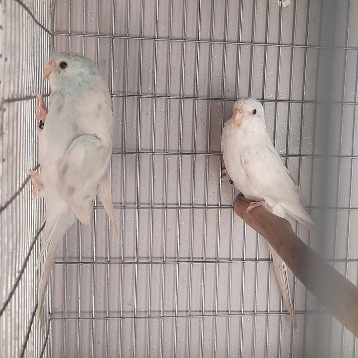 Vendo casais de red rumped