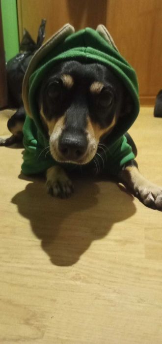 Suczka 8 lat Bella