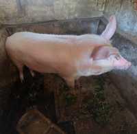 Домашня свиня живою вагою