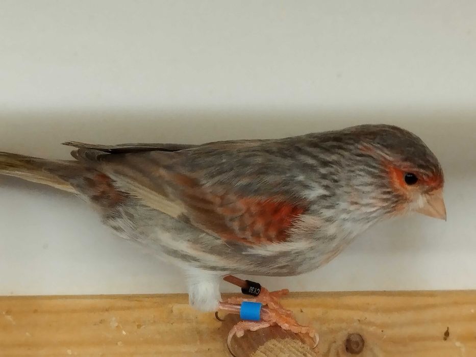 Canários Ágata  Vermelho Mosaico, Opala e Jaspe