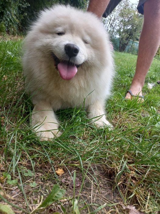 Samoyed dwie suczki