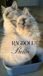 REZERWACJA Kotka Ragdoll Bella przytulaśna