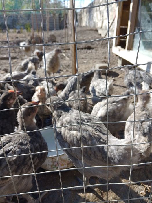 Курчата Гріз Сендрі