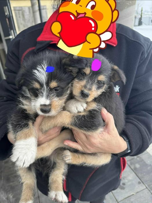 ODDAM ZA DARMO   śliczne maluchy ...