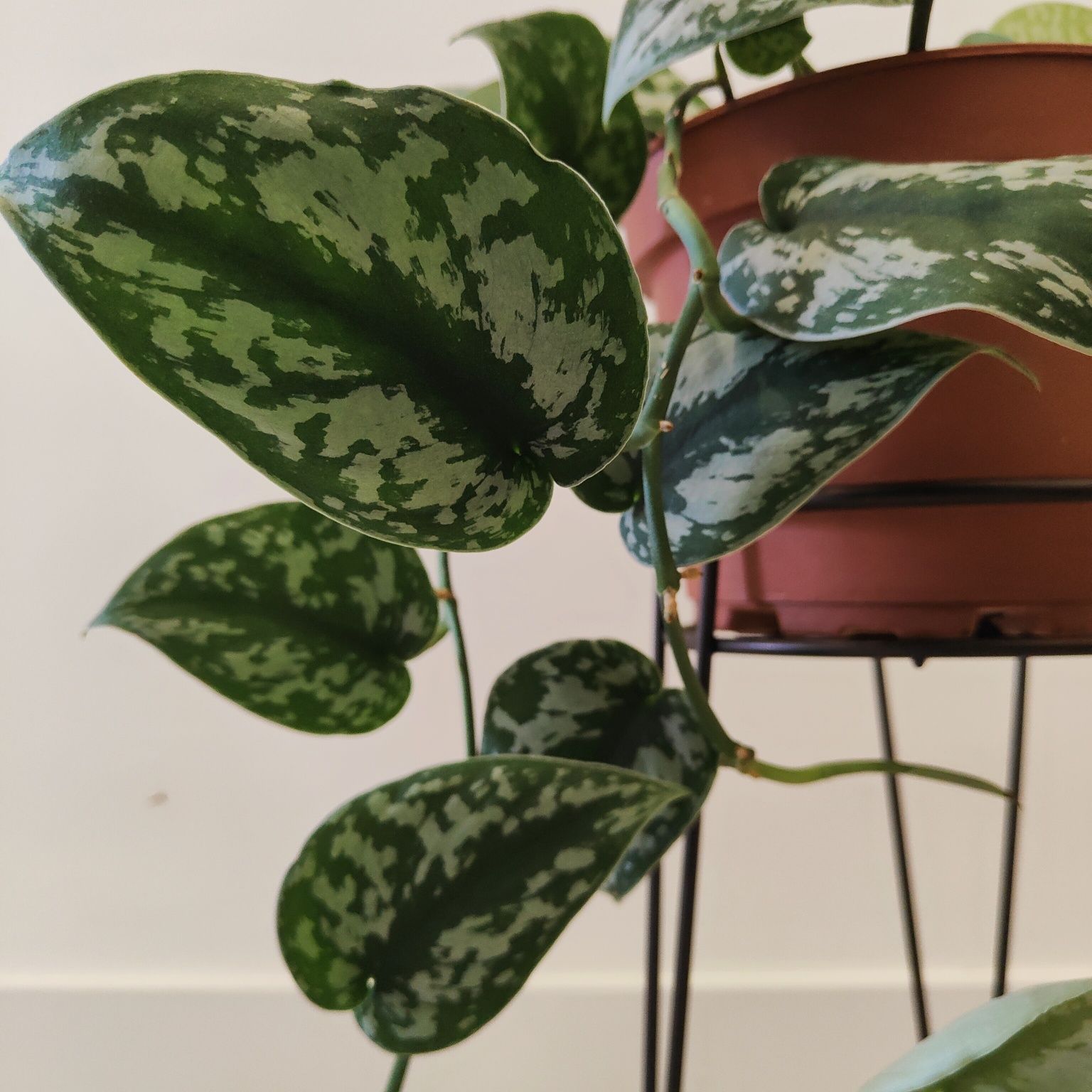 Scindapsus trebie // planta interior