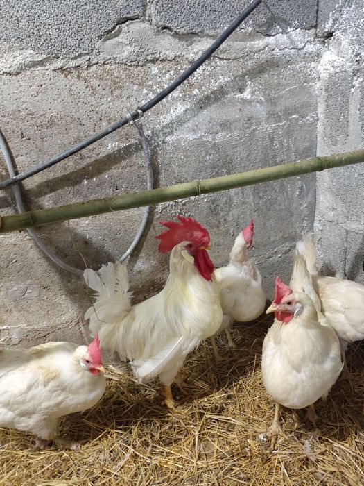 Ovos de galinha legorne férteis