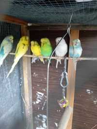 Papugi różne kolory i rasy duży wybór