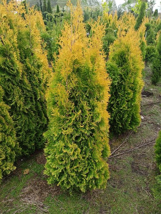 Tuja szmaragd,Danica,bonsai, krzewy