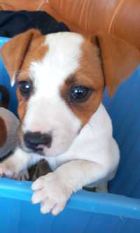 Sprzedam suczke Jack Russell Terrier