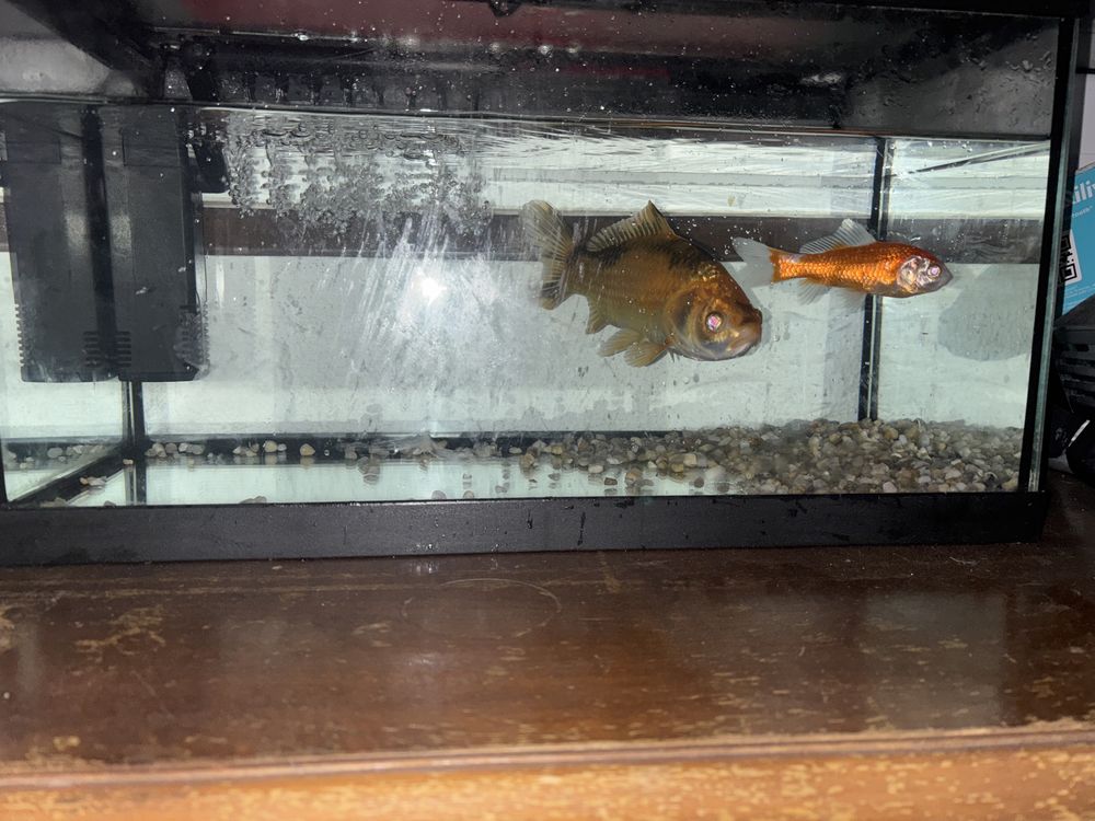 Aquario 60 litros