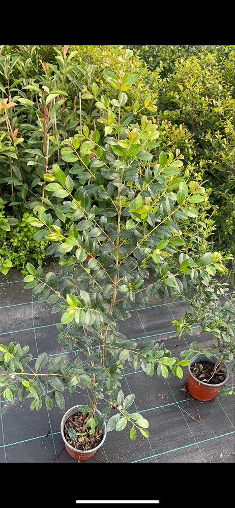 Eugenia Newport / Plantas para vedação Jardim