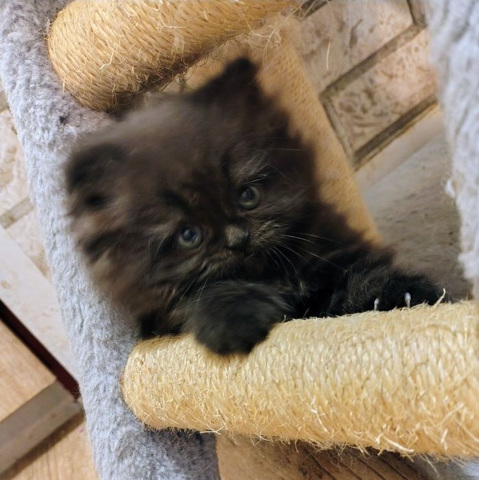 Kotka, kociczki perskie