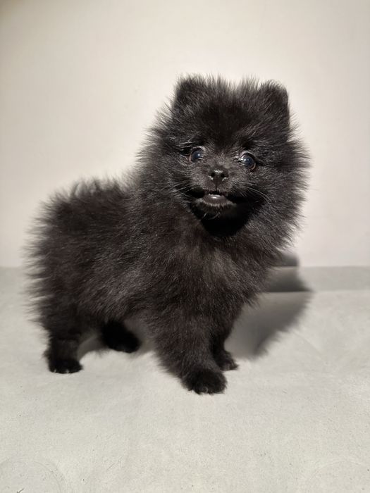 Szpic .miniaturowy-Pomeranian czarny piesek