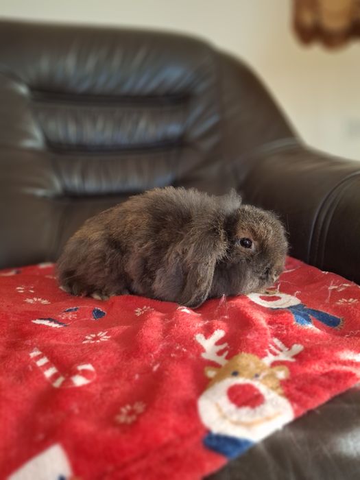 Samiczka MINI LOP oswojona przyjacielska nie gryzie