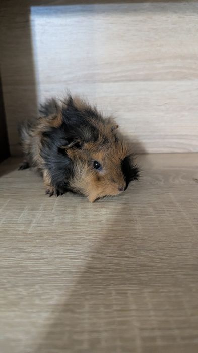 Морська свинка (мурчак)