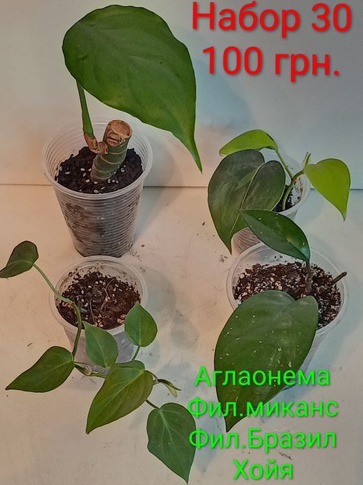 Предлагаю наборы цветов по 100 грн.
