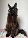 Maine coon kocica